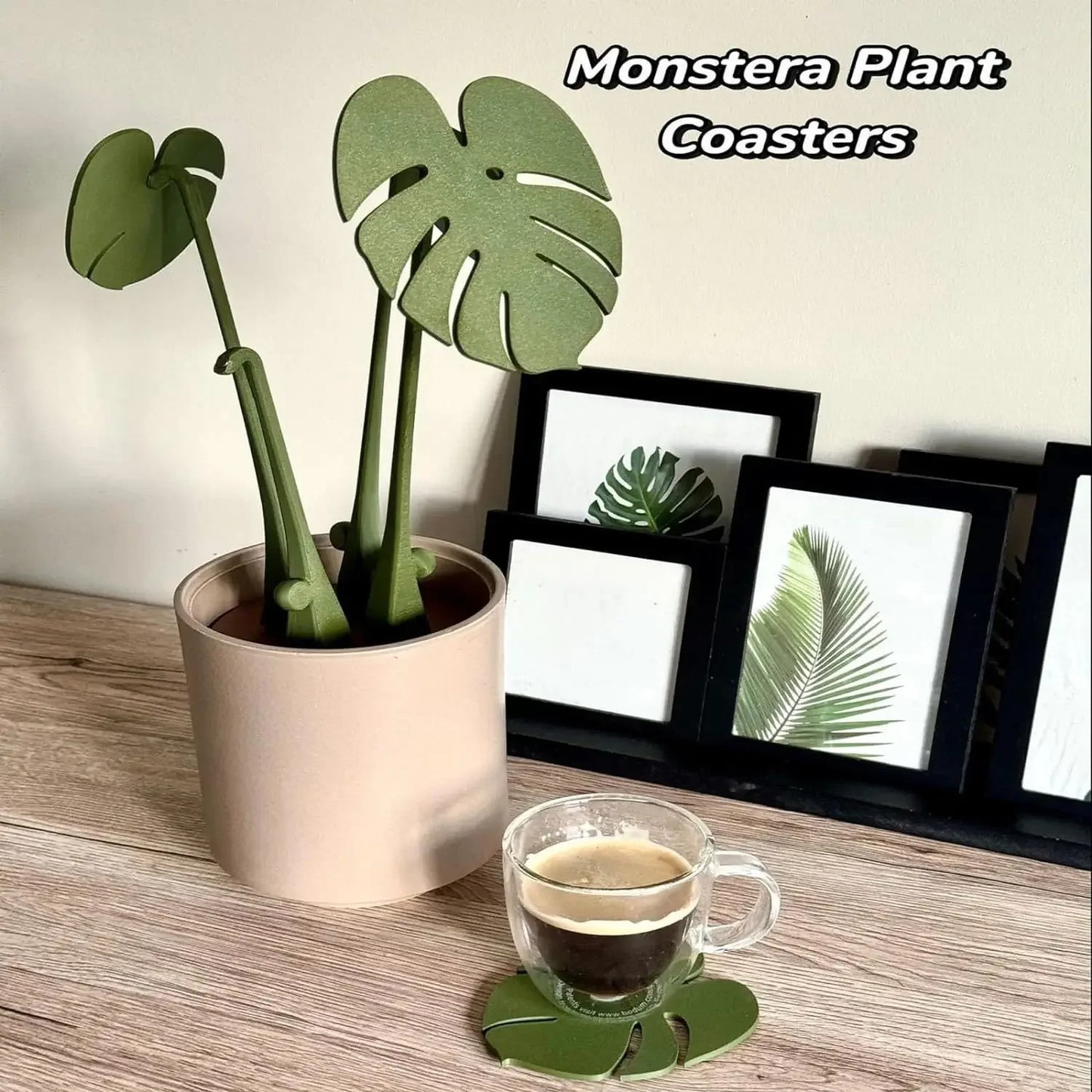 Monstera Elegance Coaster Plant