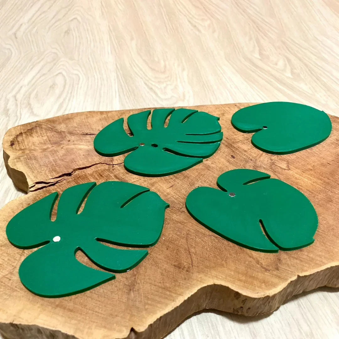 Monstera Elegance Coaster Plant