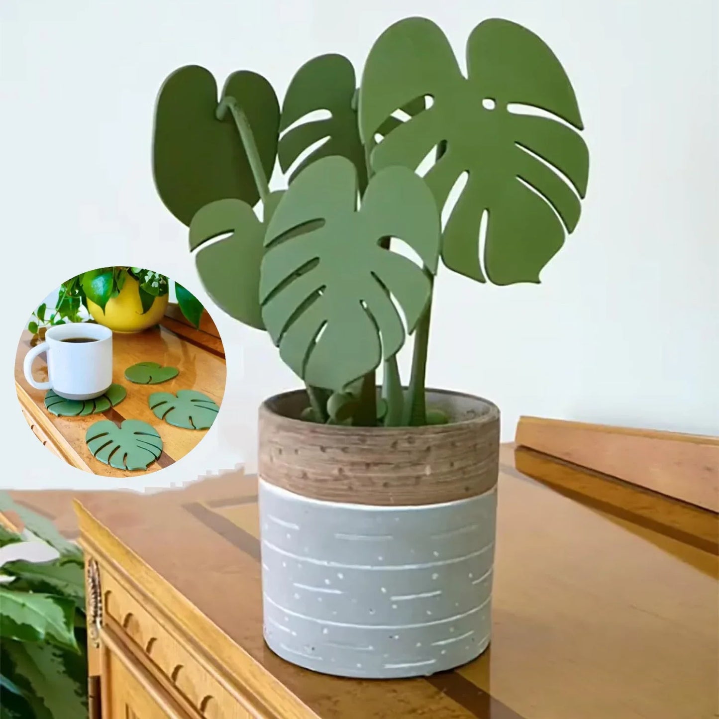 Monstera Elegance Coaster Plant